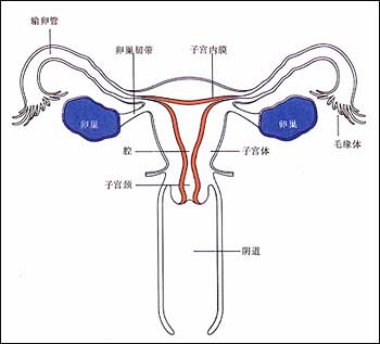 <b>引起卵巢性不孕的因素主要都有哪些</b>